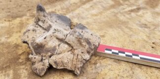 Twarz z rogami na naczyniu sprzed 7 tys. lat odkryta w Małopolsce Twarz z rogami na ceramicznym naczyniu sprzed 7 tys lat