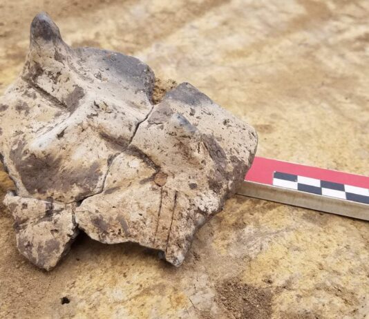 Twarz z rogami na naczyniu sprzed 7 tys. lat odkryta w Małopolsce Twarz z rogami na ceramicznym naczyniu sprzed 7 tys lat