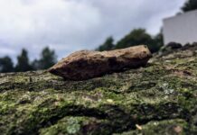 Archeolodzy z Polski zbadali największe jezioro Bornholmu – znaleźli średniowieczne groty i wannę… Grunwald badania średniowieczny grot tulejowy bełtu kuszy