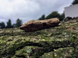 Archeolodzy z Polski zbadali największe jezioro Bornholmu – znaleźli średniowieczne groty i wannę… Grunwald badania średniowieczny grot tulejowy bełtu kuszy