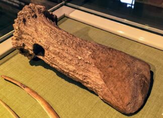 Pod koniec epoki lodowcowej paleolityczni łowcy nie opuścili terenów naszego kraju