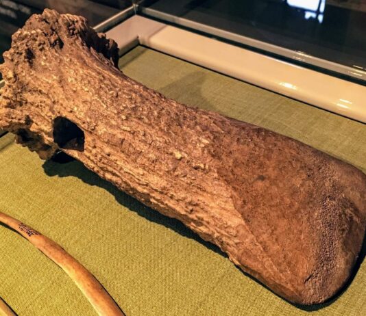 Pod koniec epoki lodowcowej paleolityczni łowcy nie opuścili terenów naszego kraju