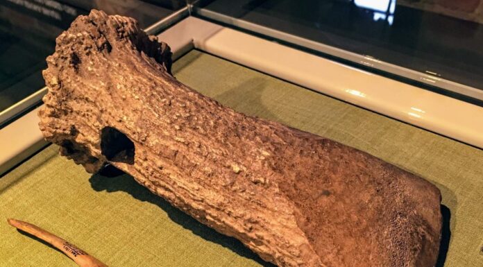 Pod koniec epoki lodowcowej paleolityczni łowcy nie opuścili terenów naszego kraju