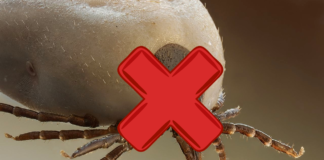 Naukowcy z Yale zidentyfikowali białko, które chroni przed boreliozą!