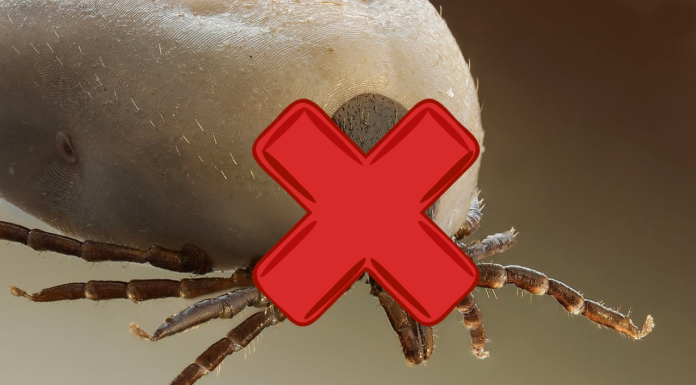 Naukowcy z Yale zidentyfikowali białko, które chroni przed boreliozą!