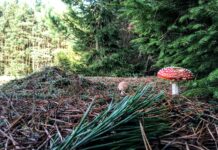 Badania wykazały że 700 lat temu zakon joannitów zmienił środowisko w Lubuskiem! las i ekosystem