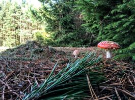 Badania wykazały że 700 lat temu zakon joannitów zmienił środowisko w Lubuskiem! las i ekosystem