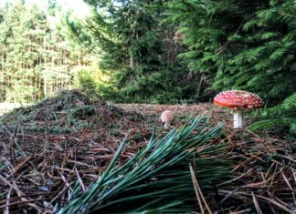 Badania wykazały że 700 lat temu zakon joannitów zmienił środowisko w Lubuskiem! las i ekosystem