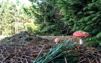 Badania wykazały że 700 lat temu zakon joannitów zmienił środowisko w Lubuskiem! las i ekosystem