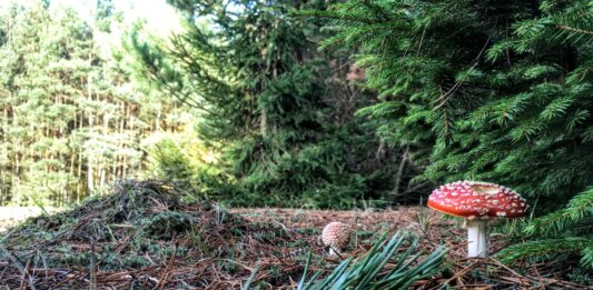 Badania wykazały że 700 lat temu zakon joannitów zmienił środowisko w Lubuskiem! las i ekosystem