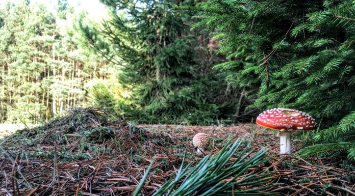 Badania wykazały że 700 lat temu zakon joannitów zmienił środowisko w Lubuskiem! las i ekosystem