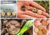 Polacy znaleźli skarb złotych suwerenów z XIX wieku! (GALERIA) skarb monety suwereny złoto