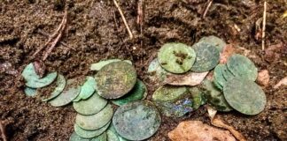 „Sakiewka potopowa” z XVII wieku odkryta pod Toruniem (GALERIA) skarb srebrnych monet znaleziony pod Toruniem