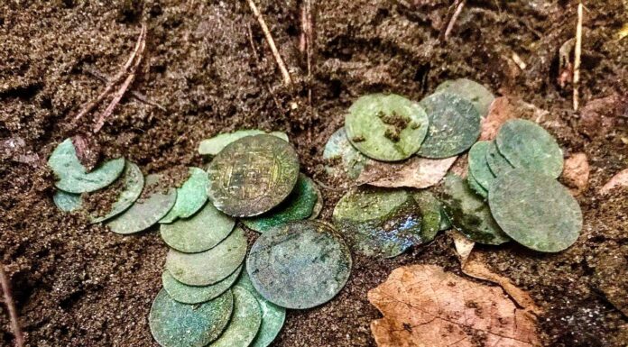 „Sakiewka potopowa” z XVII wieku odkryta pod Toruniem (GALERIA) skarb srebrnych monet znaleziony pod Toruniem