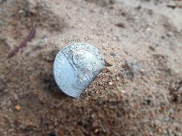Wielka srebrna moneta z XVII w. znaleziona wykrywaczem pod Toruniem