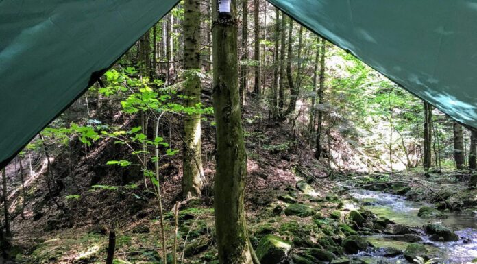 „Zanocuj w lesie” – pilotażowy program Lasów Państwowych zostanie rozszerzony zanocuj w lesie bushcraft