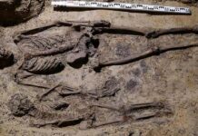 Odkrycia archeologiczne w podziemiach kościoła Wszystkich Świętych w Pszczynie (FILM) Krypta kościoła w Pszczynie