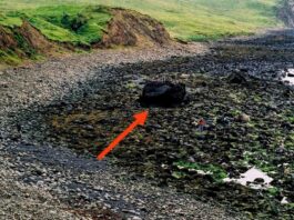 Nagroda „Złoty gwóźdź” za odkrycie granicy geologicznej w Szkocji dla UW! granica geologiczna w Szkocji