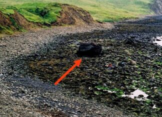 Nagroda „Złoty gwóźdź” za odkrycie granicy geologicznej w Szkocji dla UW! granica geologiczna w Szkocji