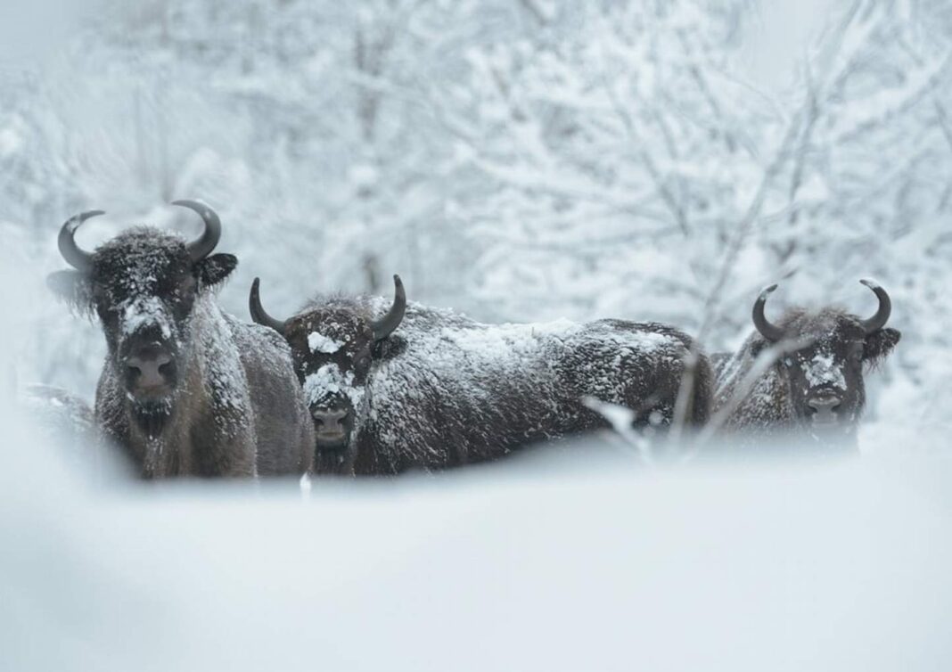 Bieszczadzkie żubry Bison bonasus