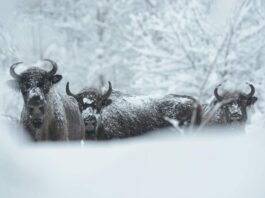 Populacja żubrów w Bieszczadach urosła już do 719 osobników! (FILM) Bieszczadzkie żubry Bison bonasus