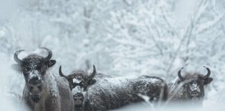 Populacja żubrów w Bieszczadach urosła już do 719 osobników! (FILM) Bieszczadzkie żubry Bison bonasus