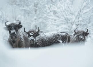 Populacja żubrów w Bieszczadach urosła już do 719 osobników! (FILM) Bieszczadzkie żubry Bison bonasus