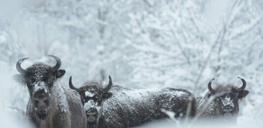 Populacja żubrów w Bieszczadach urosła już do 719 osobników! (FILM) Bieszczadzkie żubry Bison bonasus