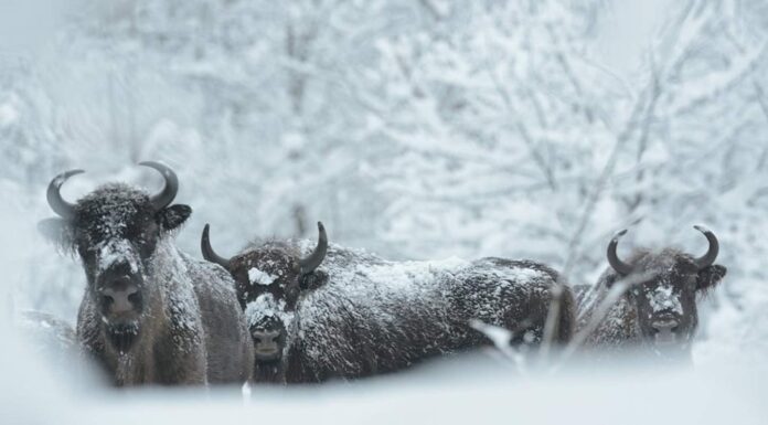 Populacja żubrów w Bieszczadach urosła już do 719 osobników! (FILM) Bieszczadzkie żubry Bison bonasus