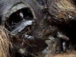 Nekrofagiczny chrząszcz i niezwykłe odkrycie naukowców z UAM to szansa dla kryminalistyki Chrząszcz Padliniec pospolity