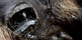 Nekrofagiczny chrząszcz i niezwykłe odkrycie naukowców z UAM to szansa dla kryminalistyki Chrząszcz Padliniec pospolity