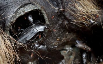 Nekrofagiczny chrząszcz i niezwykłe odkrycie naukowców z UAM to szansa dla kryminalistyki Chrząszcz Padliniec pospolity