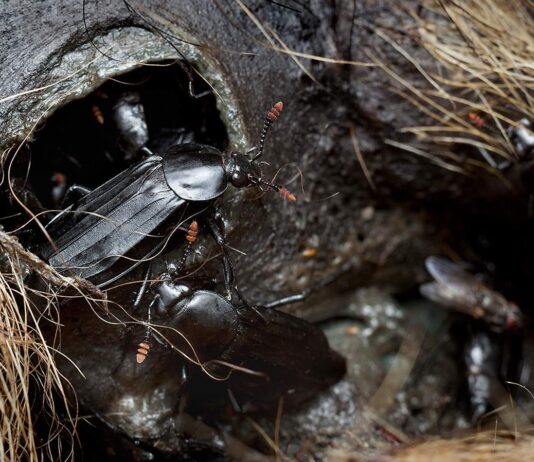 Nekrofagiczny chrząszcz i niezwykłe odkrycie naukowców z UAM to szansa dla kryminalistyki Chrząszcz Padliniec pospolity