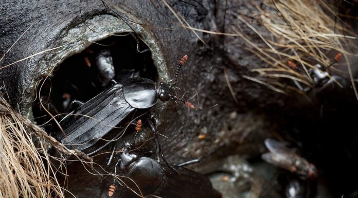 Nekrofagiczny chrząszcz i niezwykłe odkrycie naukowców z UAM to szansa dla kryminalistyki Chrząszcz Padliniec pospolity