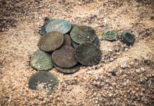 Skarb 99 srebrnych monet krzyżackich odkryty pod Toruniem! (GALERIA) skarb monet krzyżackich