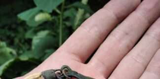 Słowiański amulet łowcy – niezwykły średniowieczny artefakt! amulet łowcy