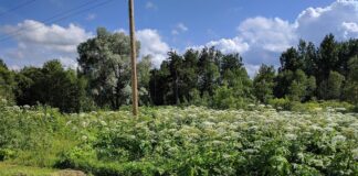 „Obcy atakują” – naukowcy zapraszają amatorów do szukania inwazyjnych gatunków Barszcz Sosnowskiego