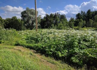 „Obcy atakują” – naukowcy zapraszają amatorów do szukania inwazyjnych gatunków Barszcz Sosnowskiego