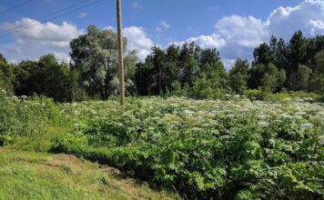 „Obcy atakują” – naukowcy zapraszają amatorów do szukania inwazyjnych gatunków Barszcz Sosnowskiego