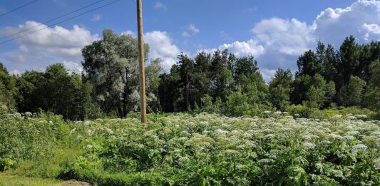 „Obcy atakują” – naukowcy zapraszają amatorów do szukania inwazyjnych gatunków Barszcz Sosnowskiego