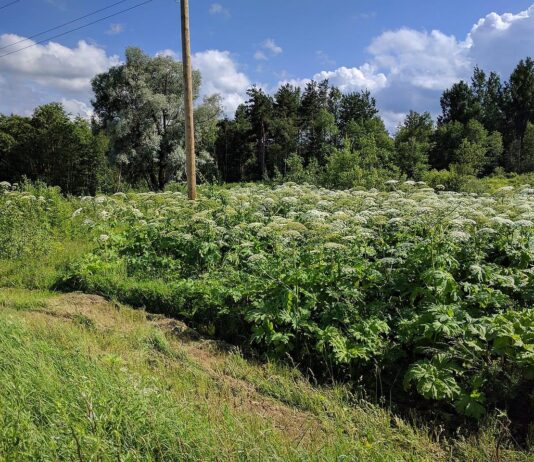 „Obcy atakują” – naukowcy zapraszają amatorów do szukania inwazyjnych gatunków Barszcz Sosnowskiego