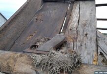 Świętokrzyskie. Rozbierali dach stodoły i znaleźli pistolet Ukryty na belce pistolet Parabellum