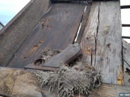 Świętokrzyskie. Rozbierali dach stodoły i znaleźli pistolet Ukryty na belce pistolet Parabellum