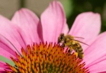 Kosmiczne pszczoły – czy polecą z ludźmi na Marsa? Pszczoła zbierająca pyłek z kwiatów