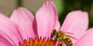 Kosmiczne pszczoły – czy polecą z ludźmi na Marsa? Pszczoła zbierająca pyłek z kwiatów