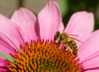 Kosmiczne pszczoły – czy polecą z ludźmi na Marsa? Pszczoła zbierająca pyłek z kwiatów