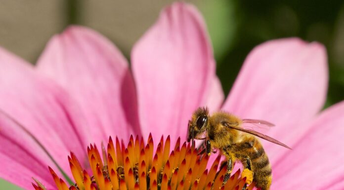 Kosmiczne pszczoły – czy polecą z ludźmi na Marsa? Pszczoła zbierająca pyłek z kwiatów