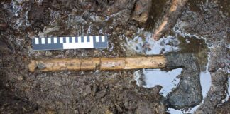 Archeolodzy po 31 latach wrócili do badań średniowiecznego stanowiska na wyspie Ledniczka Średniowieczny topór