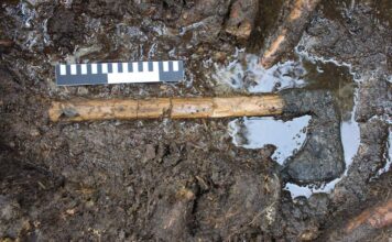 Archeolodzy po 31 latach wrócili do badań średniowiecznego stanowiska na wyspie Ledniczka Średniowieczny topór