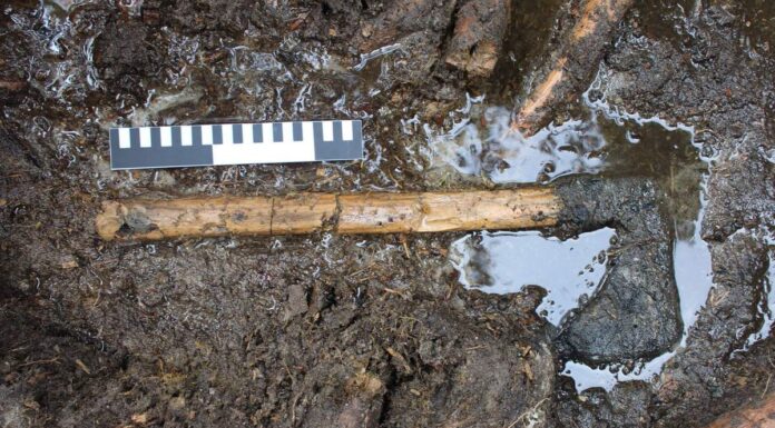 Archeolodzy po 31 latach wrócili do badań średniowiecznego stanowiska na wyspie Ledniczka Średniowieczny topór